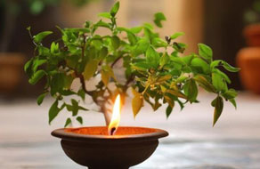 Why do Hindus worship Tulsi?